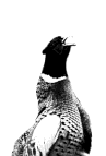 Huhn